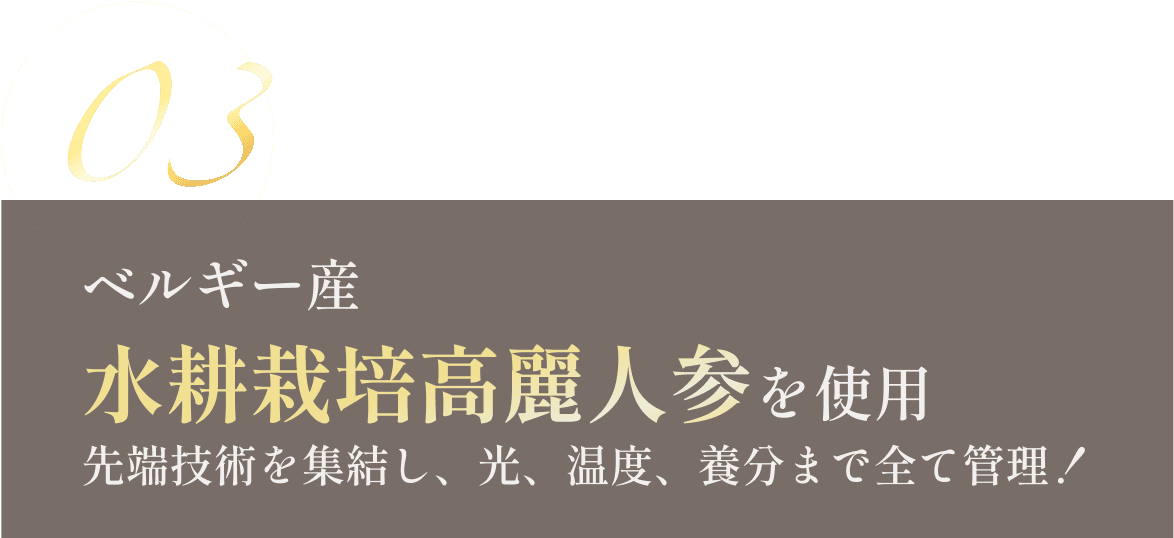 ベルギー産水耕栽培高麗人参を使用