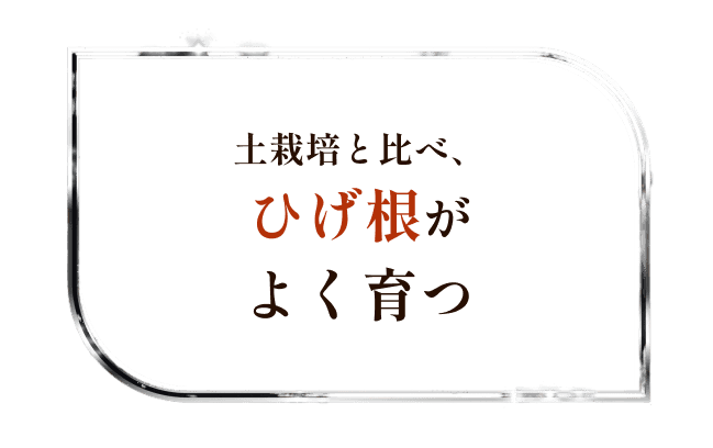 ひげ根がよく育つ