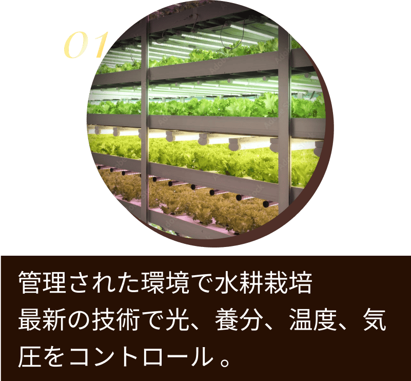 管理された環境で水耕栽培