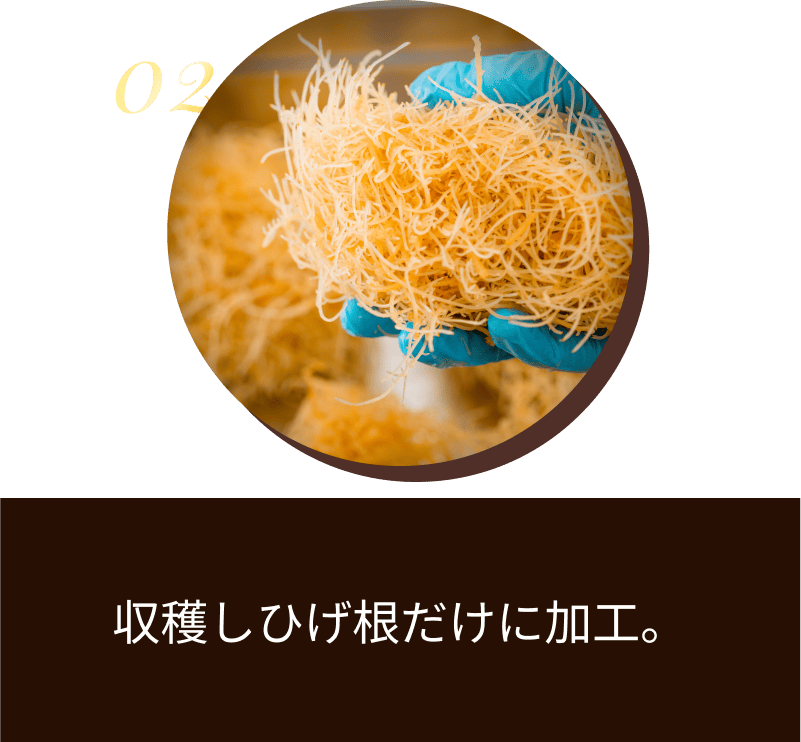 収穫しひげ根だけに加工