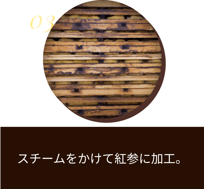 スチームをかけて紅参に加工。